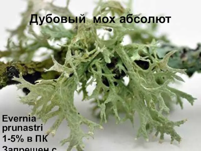 Дубовый мох абсолют Evernia prunastri 1-5% в ПК Запрещен с 1964 г