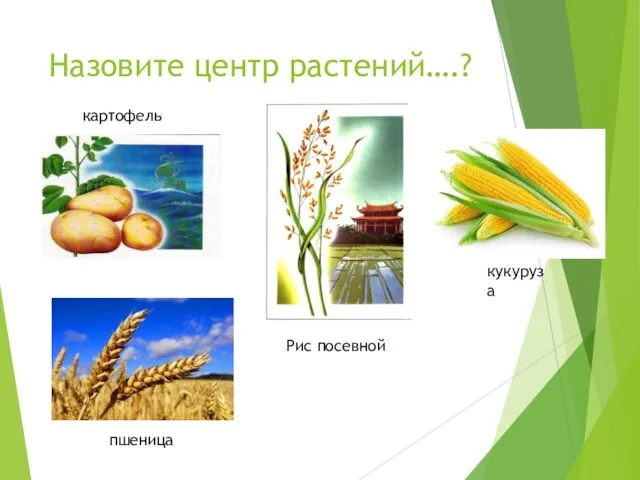 Назовите центр растений….? картофель кукуруза пшеница Рис посевной