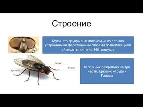 Строение Мухи, это двукрылые насекомые со сложно устроенными фасеточными глазами позволяющими ей