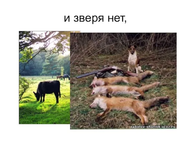 и зверя нет,