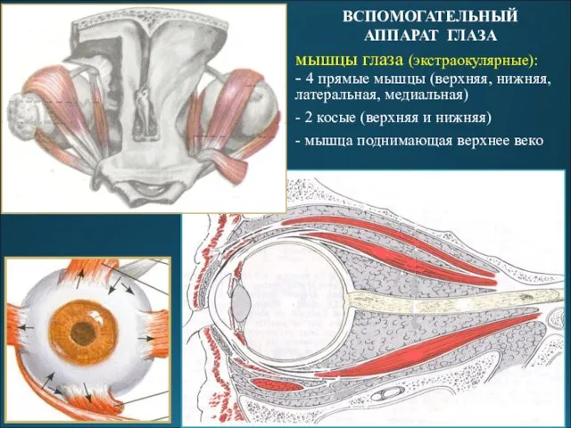 ВСПОМОГАТЕЛЬНЫЙ АППАРАТ ГЛАЗА мышцы глаза (экстраокулярные): - 4 прямые мышцы (верхняя, нижняя,