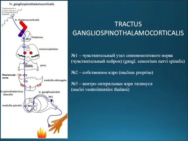 №1 – чувствительный узел спинномозгового нерва (чувствительный нейрон) (gangl. sensorium nervi spinalis)