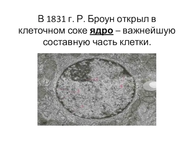 В 1831 г. Р. Броун открыл в клеточном соке ядро – важнейшую составную часть клетки.