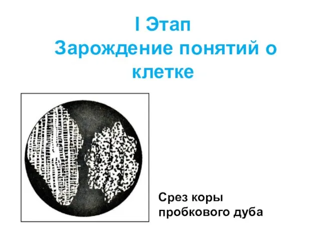 I Этап Зарождение понятий о клетке Срез коры пробкового дуба