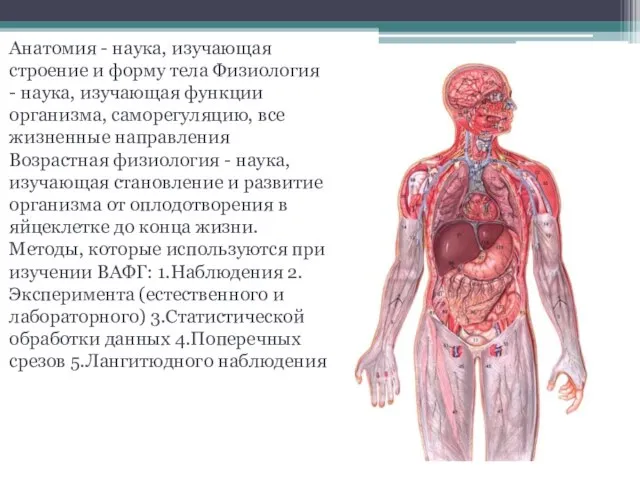 Анатомия - наука, изучающая строение и форму тела Физиология - наука, изучающая
