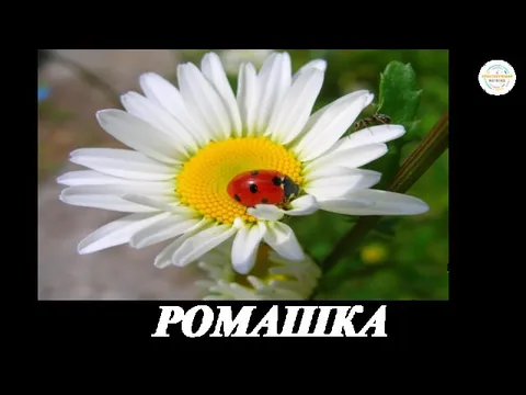 РОМАШКА