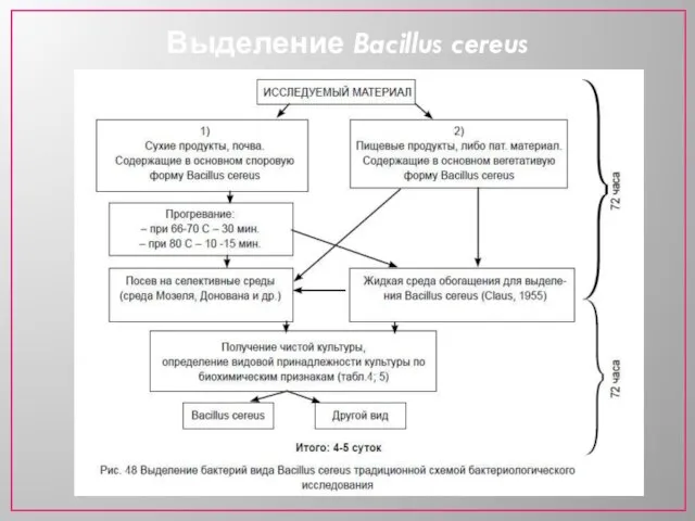 Выделение Bacillus cereus