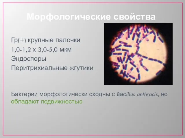 Гр(+) крупные палочки 1,0-1,2 х 3,0-5,0 мкм Эндоспоры Перитрихиальные жгутики Бактерии морфологически