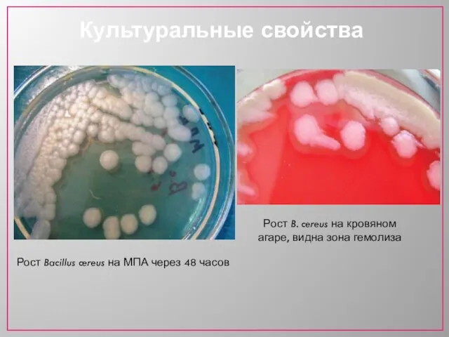 Культуральные свойства Рост Bacillus cereus на МПА через 48 часов Рост B.