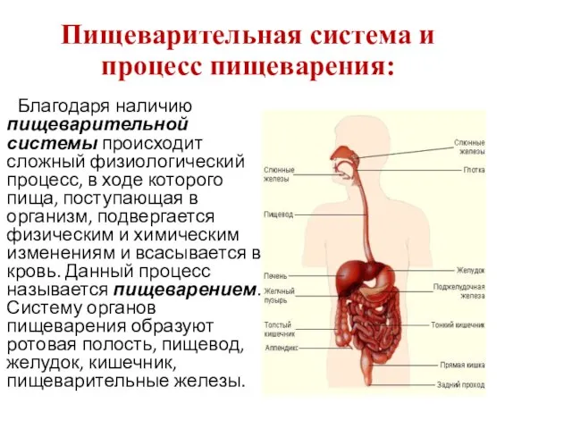 Пищеварительная система и процесс пищеварения: Благодаря наличию пищеварительной системы происходит сложный физиологический