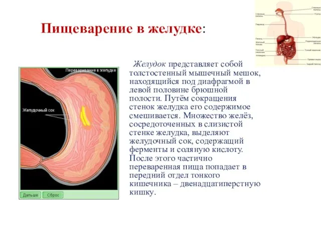 Пищеварение в желудке: Желудок представляет собой толстостенный мышечный мешок, находящийся под диафрагмой