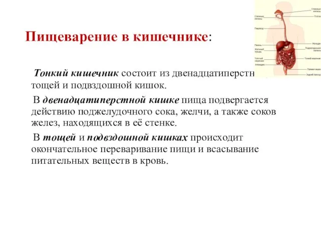 Пищеварение в кишечнике: Тонкий кишечник состоит из двенадцатиперстной, тощей и подвздошной кишок.