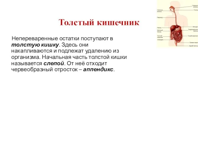 Толстый кишечник Непереваренные остатки поступают в толстую кишку. Здесь они накапливаются и