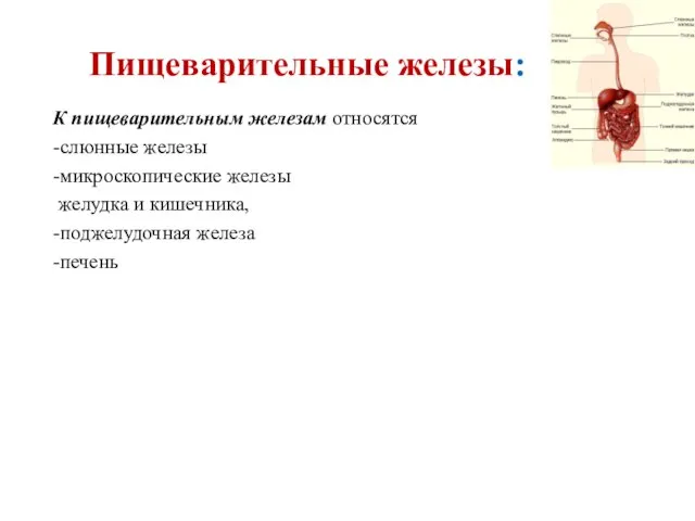 Пищеварительные железы: К пищеварительным железам относятся -слюнные железы -микроскопические железы желудка и кишечника, -поджелудочная железа -печень