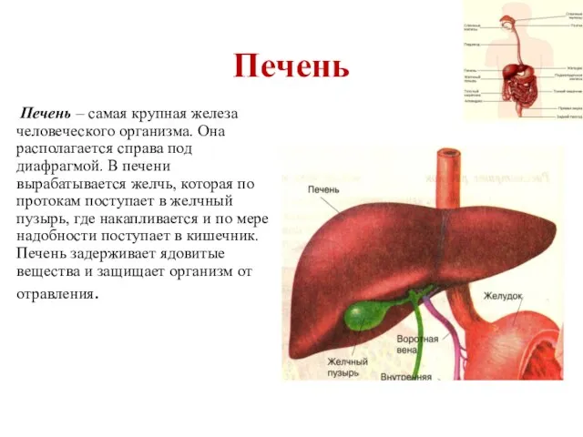 Печень Печень – самая крупная железа человеческого организма. Она располагается справа под