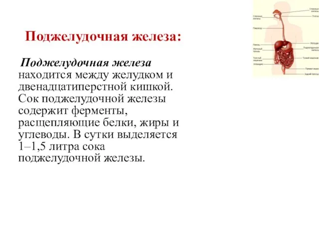 Поджелудочная железа: Поджелудочная железа находится между желудком и двенадцатиперстной кишкой. Сок поджелудочной