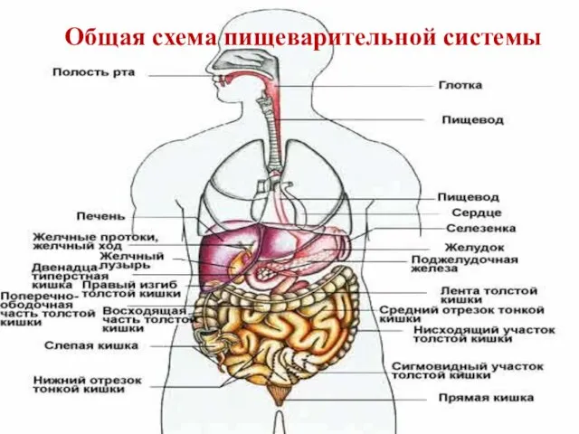 Общая схема пищеварительной системы