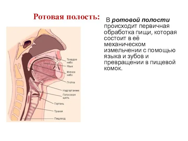 Ротовая полость: В ротовой полости происходит первичная обработка пищи, которая состоит в