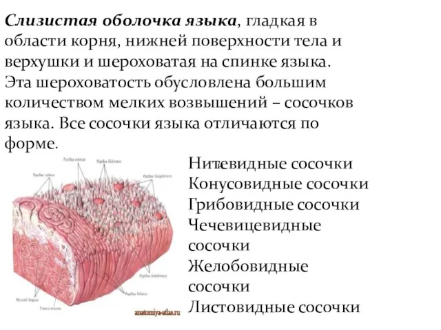 и Слизистая оболочка языка, гладкая в области корня, нижней поверхности тела и