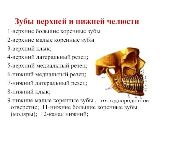 Зубы верхней и нижней челюсти 1-верхние большие коренные зубы 2-верхние малые коренные