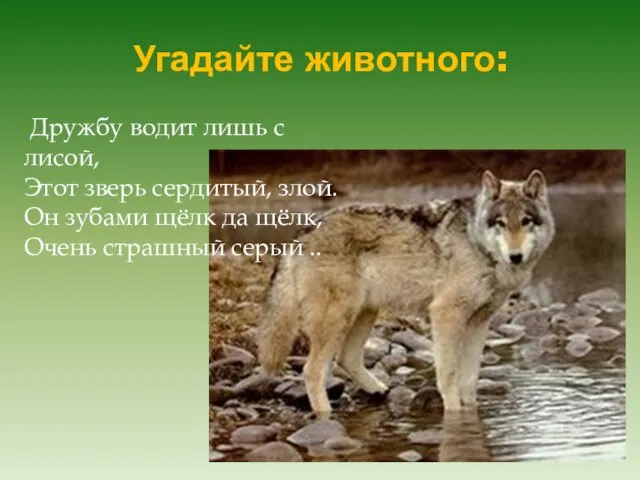 Угадайте животного: Дружбу водит лишь с лисой, Этот зверь сердитый, злой. Он