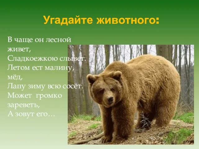 Угадайте животного: В чаще он лесной живет, Сладкоежкою слывет. Летом ест малину,