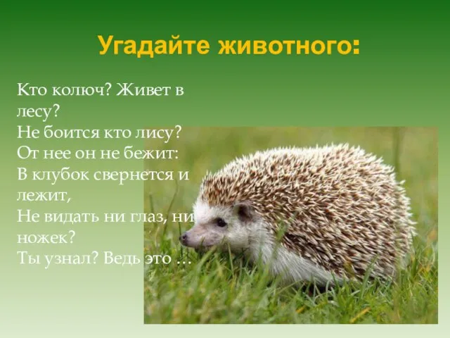 Угадайте животного: Кто колюч? Живет в лесу? Не боится кто лису? От