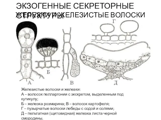 ЖЕЛЕЗКИ И ЖЕЛЕЗИСТЫЕ ВОЛОСКИ ЭКЗОГЕННЫЕ СЕКРЕТОРНЫЕ СТРУКТУРЫ Железистые волоски и железки: А