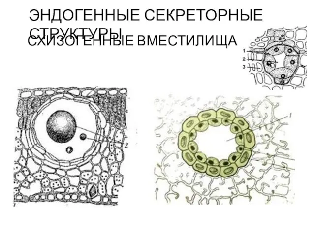 СХИЗОГЕННЫЕ ВМЕСТИЛИЩА ЭНДОГЕННЫЕ СЕКРЕТОРНЫЕ СТРУКТУРЫ