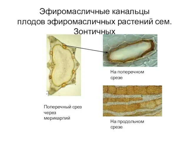 Эфиромасличные канальцы плодов эфиромасличных растений сем. Зонтичных На поперечном срезе На продольном