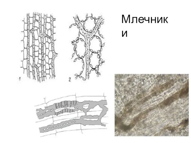 Млечники