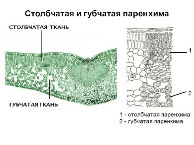 Столбчатая и губчатая паренхима