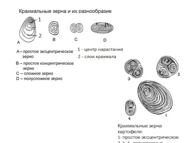 Крахмальные зерна картофеля: 1- простое эксцентрическое 2, 3, 4 - полусложные