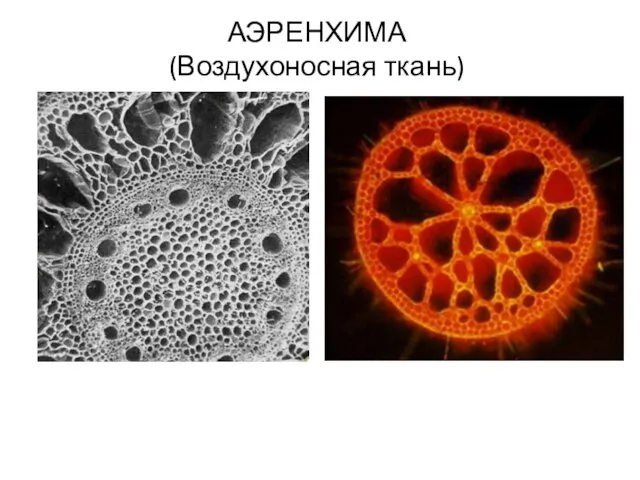 АЭРЕНХИМА (Воздухоносная ткань)