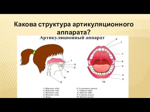 Какова структура артикуляционного аппарата?