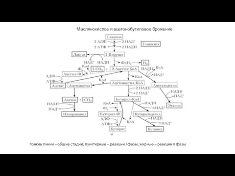 Маслянокислое и ацетонобутиловое брожение тонкие линии – общие стадии; пунктирные – реакции