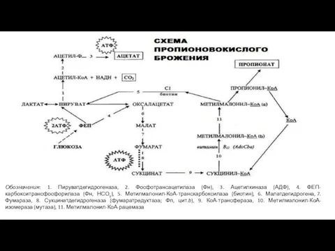 Обозначения: 1. Пируватдегидрогеназа, 2. Фосфотрансацетилаза (Фн), 3. Ацетилкиназа (АДФ), 4. ФЕП-карбокситрансфосфорилаза (Фн,