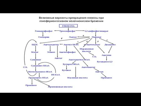 Возможные варианты превращения глюкозы при гомоферментативном молочнокислом брожении