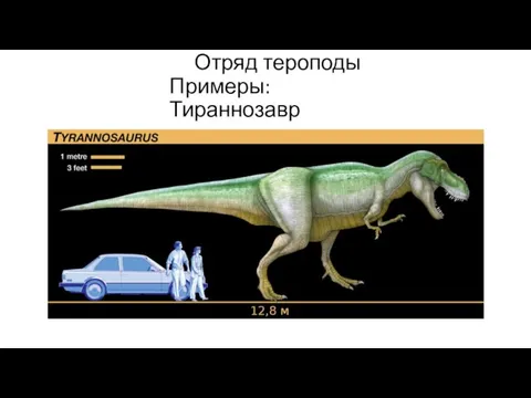 Отряд тероподы Примеры: Тираннозавр