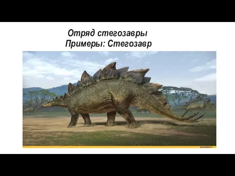 Отряд стегозавры Примеры: Стегозавр