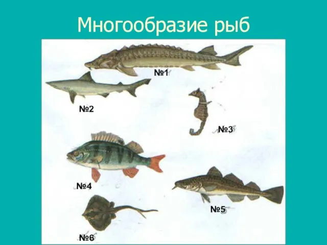 Многообразие рыб №1 №2 №3 №4 №6 №5