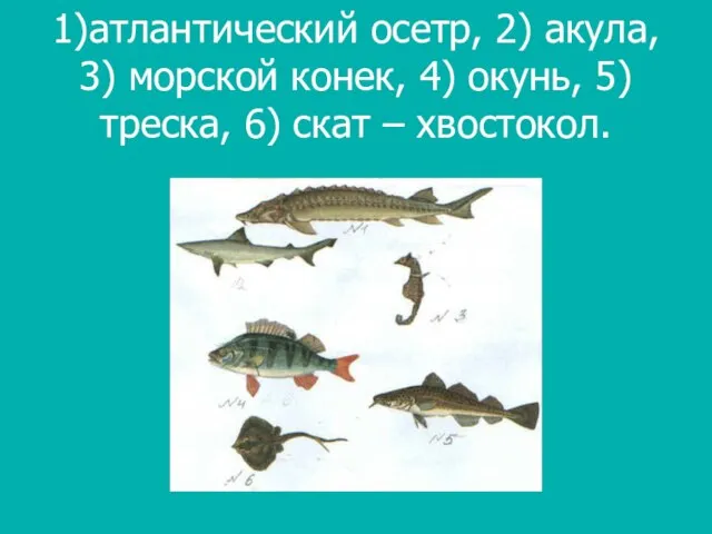 1)атлантический осетр, 2) акула, 3) морской конек, 4) окунь, 5) треска, 6) скат – хвостокол.