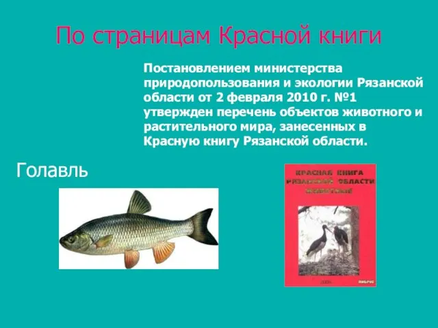 По страницам Красной книги Голавль Постановлением министерства природопользования и экологии Рязанской области