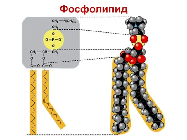 Фосфолипид