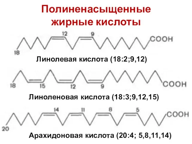 Полиненасыщенные жирные кислоты Линолевая кислота (18:2;9,12) Линоленовая кислота (18:3;9,12,15) Арахидоновая кислота (20:4; 5,8,11,14)