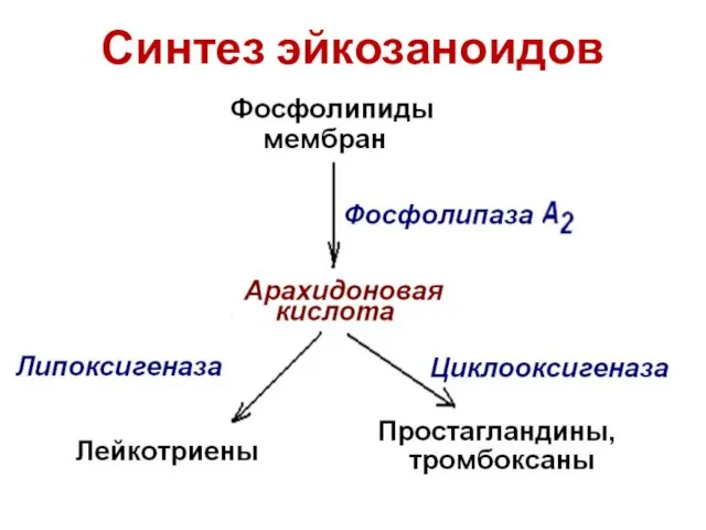 Синтез эйкозаноидов