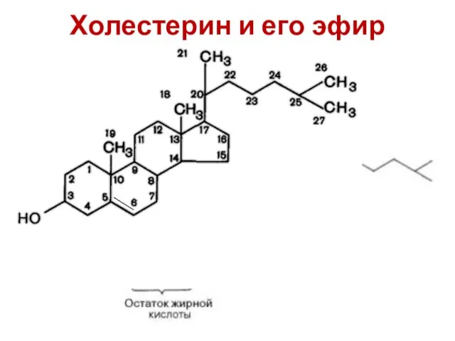 Холестерин и его эфир