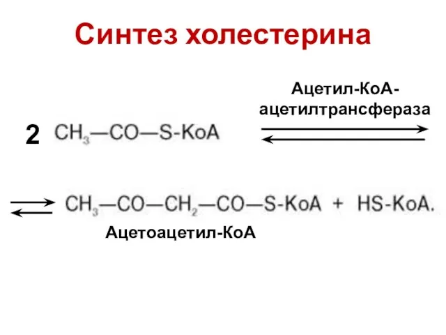 Синтез холестерина Ацетил-КоА-ацетилтрансфераза Ацетоацетил-КоА 2