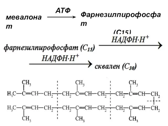 мевалонат Фарнезилпирофосфат (С15) АТФ