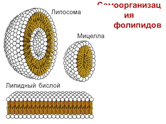 Самоорганизация фосфолипидов